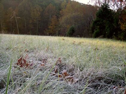 picture of frost-covered grass